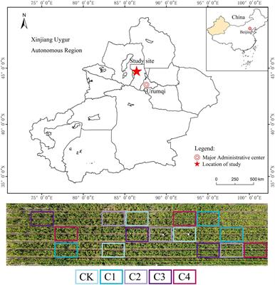 Biochar-mediated changes in the microbial communities of rhizosphere soil alter the architecture of maize roots